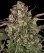 Peyote Critical Feminized Cannabis Seeds by Barneys Farm