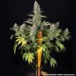 Pineapple Chunk Feminized Cannabis Seeds by Barneys Farm
