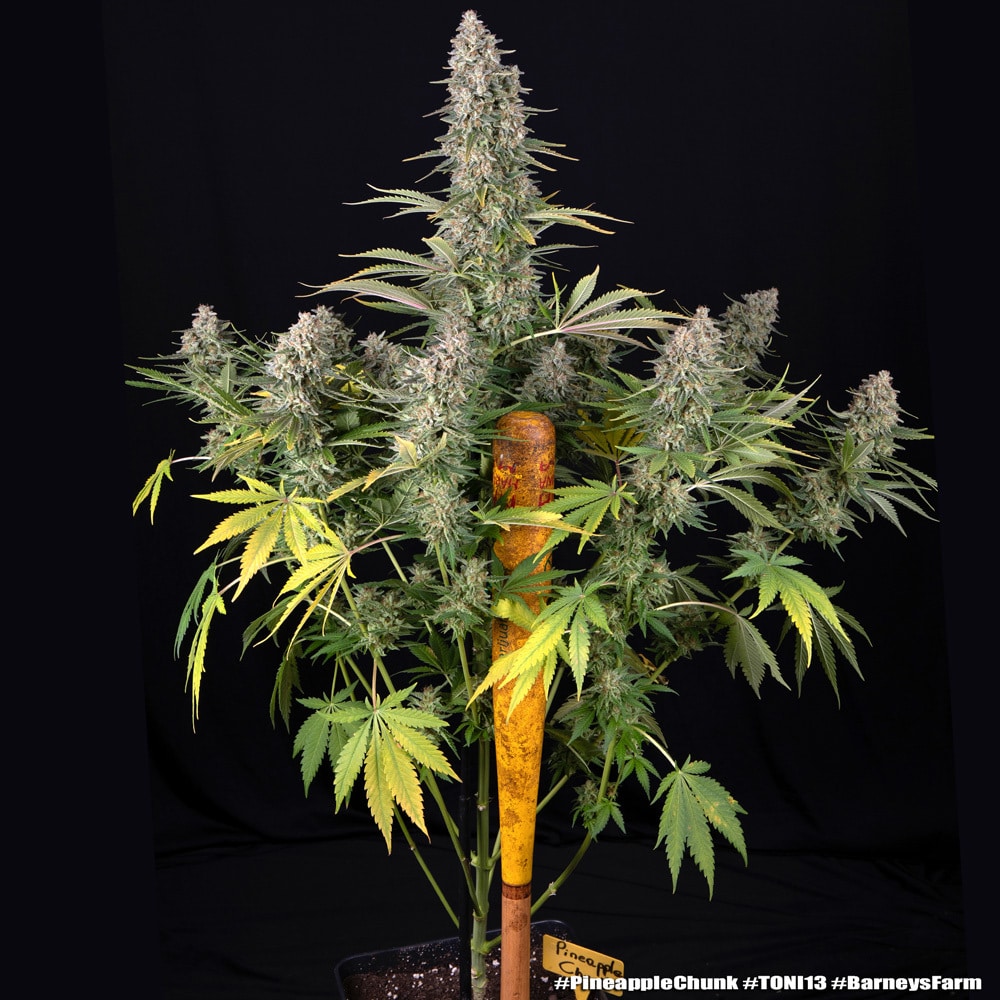 Pineapple Chunk Feminized Cannabis Seeds by Barneys Farm Pineapple Chunk Feminized Cannabis Seeds by Barneys Farm