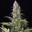 Pineapple Chunk Feminized Cannabis Seeds by Barneys Farm