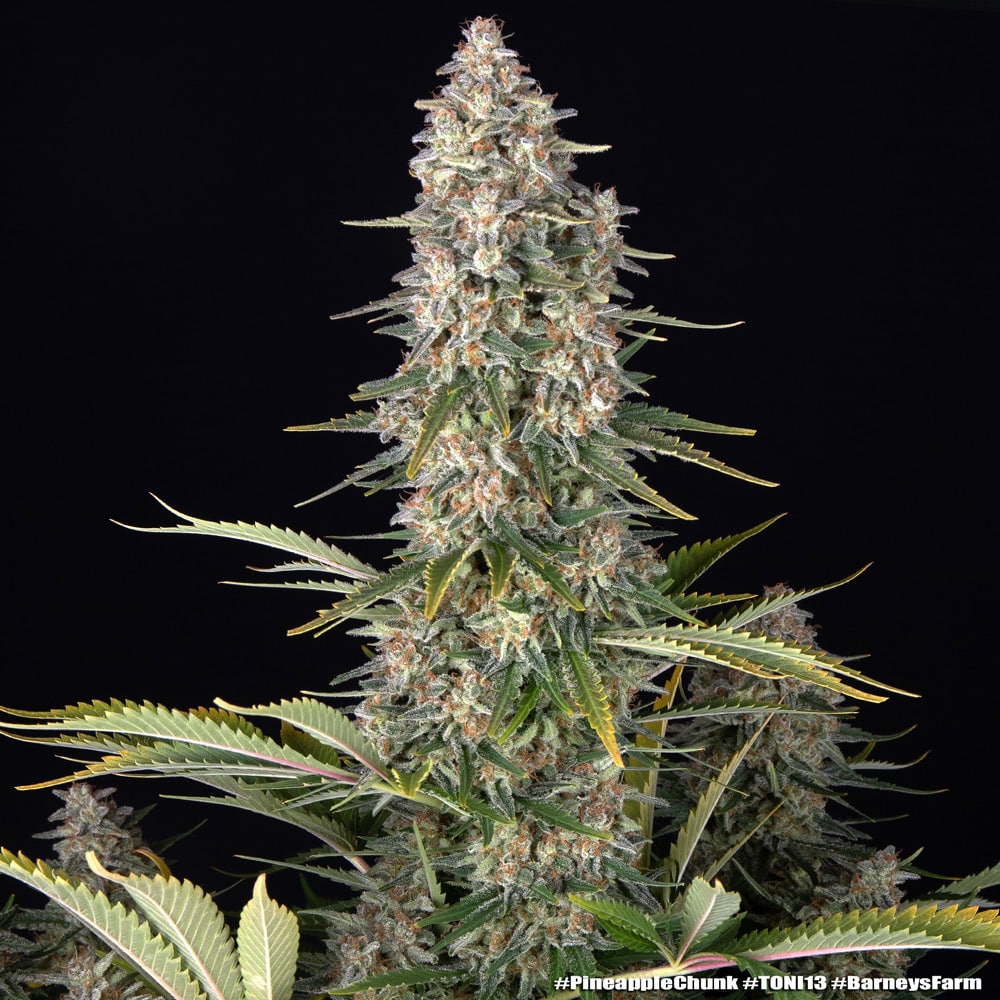 Pineapple Chunk Feminized Cannabis Seeds by Barneys Farm Pineapple Chunk Feminized Cannabis Seeds by Barneys Farm