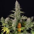 Pineapple Chunk Feminized Cannabis Seeds by Barneys Farm