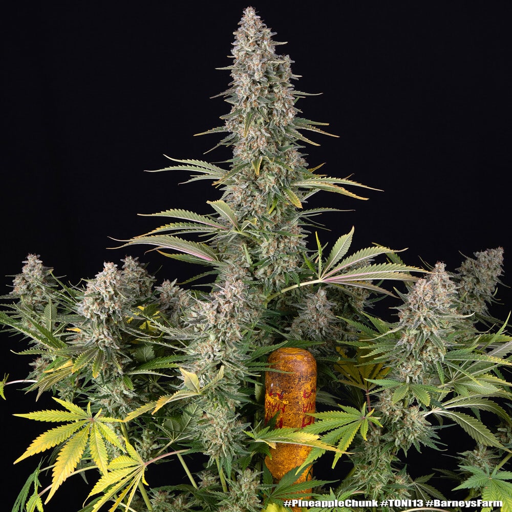 Pineapple Chunk Feminized Cannabis Seeds by Barneys Farm Pineapple Chunk Feminized Cannabis Seeds by Barneys Farm