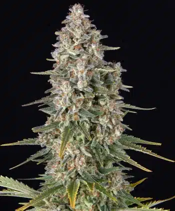 Pineapple Chunk Feminized Cannabis Seeds by Barneys Farm