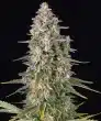 Pineapple Chunk Feminized Cannabis Seeds by Barneys Farm