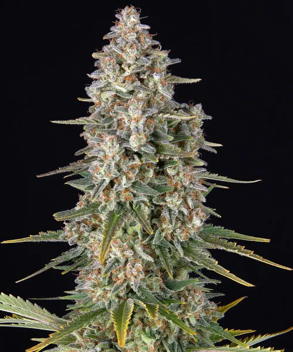 Pineapple Chunk Feminized Cannabis Seeds by Barneys Farm Pineapple Chunk Feminized Cannabis Seeds by Barneys Farm