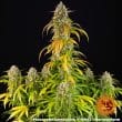 Pineapple Express Auto Cannabis Seeds by Barneys Farm