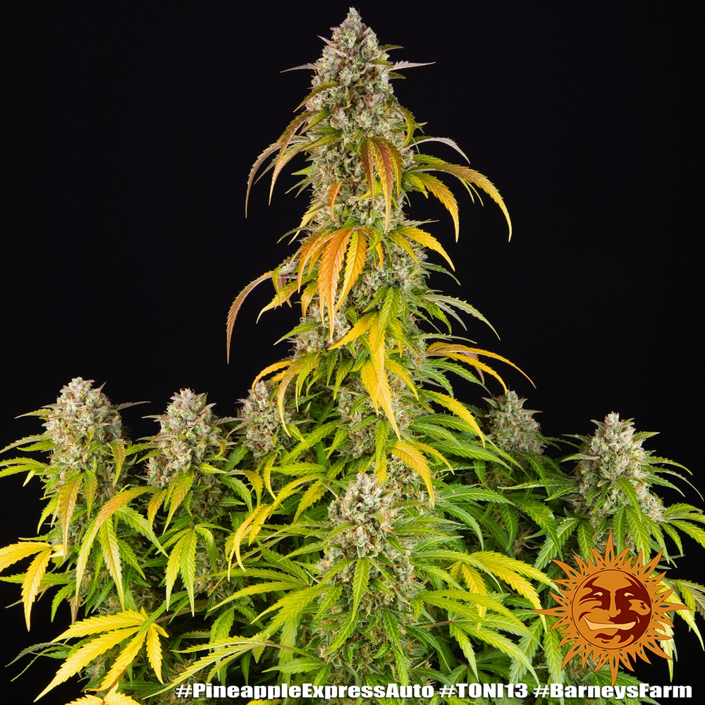Pineapple Express Auto Cannabis Seeds by Barneys Farm Pineapple Express Auto Cannabis Seeds by Barneys Farm