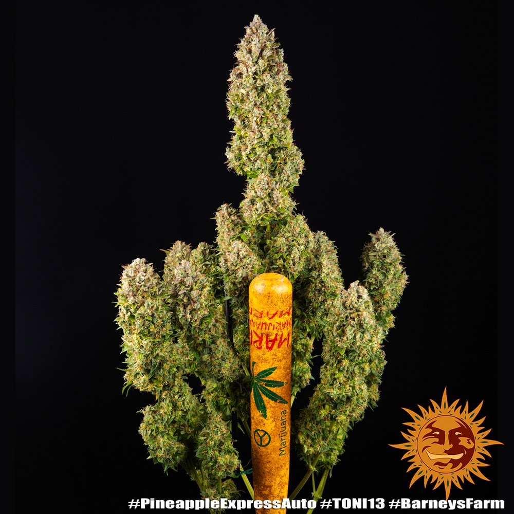 Pineapple Express Auto Cannabis Seeds by Barneys Farm Pineapple Express Auto Cannabis Seeds by Barneys Farm