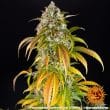 Pineapple Express Auto Cannabis Seeds by Barneys Farm