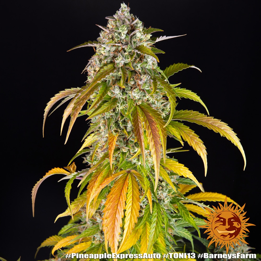 Pineapple Express Auto Cannabis Seeds by Barneys Farm Pineapple Express Auto Cannabis Seeds by Barneys Farm