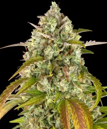 Pineapple Express Auto Cannabis Seeds by Barneys Farm