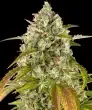 Pineapple Express Auto Cannabis Seeds by Barneys Farm