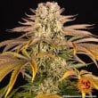 PINEAPPLE EXPRESS Feminized Cannabis Seeds by Barneys Farm