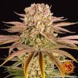 PINEAPPLE EXPRESS Feminized Cannabis Seeds by Barneys Farm