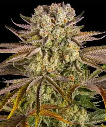 PINEAPPLE EXPRESS Feminized Cannabis Seeds by Barneys Farm