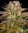 PINEAPPLE EXPRESS Feminized Cannabis Seeds by Barneys Farm