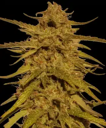 Pineapple Haze Regular Cannabis Seeds by Barneys Farm