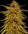 Pineapple Haze Regular Cannabis Seeds by Barneys Farm