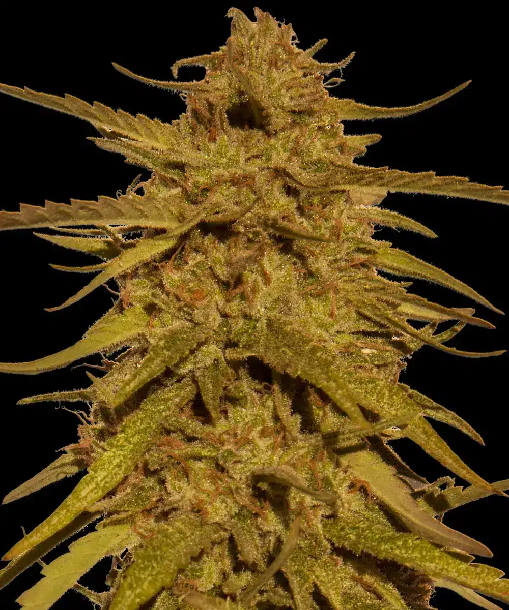 Pineapple Haze Regular Cannabis Seeds by Barneys Farm Pineapple Haze Regular Cannabis Seeds by Barneys Farm