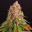Pink Kush Feminized Cannabis Seeds by Barneys Farm