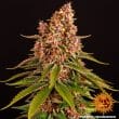 Pink Kush Feminized Cannabis Seeds by Barneys Farm