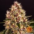 Pink Kush Feminized Cannabis Seeds by Barneys Farm