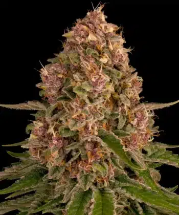Pink Kush Feminized Cannabis Seeds by Barneys Farm