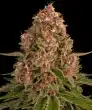 Pink Kush Feminized Cannabis Seeds by Barneys Farm