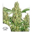 Power Plant Regular by Dutch Passion Seeds