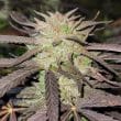 Purple #1 Regular Cannabis Seeds by Dutch Passion Seeds