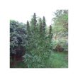 Purple #1 Regular Cannabis Seeds by Dutch Passion Seeds
