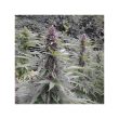 Purple #1 Regular Cannabis Seeds by Dutch Passion Seeds