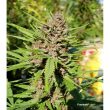 Purple #1 Regular Cannabis Seeds by Dutch Passion Seeds