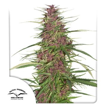 Purple #1 Regular Cannabis Seeds by Dutch Passion Seeds