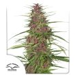 Purple #1 Feminized Cannabis Seeds by Dutch Passion Seeds
