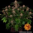 Purple Punch Auto Cannabis Seeds by Barneys Farm