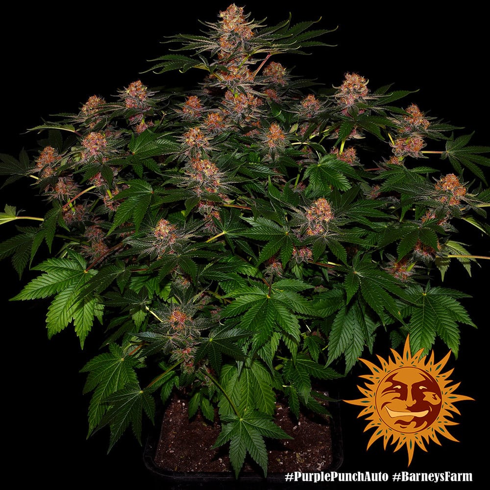 Purple Punch Auto Cannabis Seeds by Barneys Farm Purple Punch Auto Cannabis Seeds by Barneys Farm