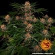 Purple Punch Auto Cannabis Seeds by Barneys Farm