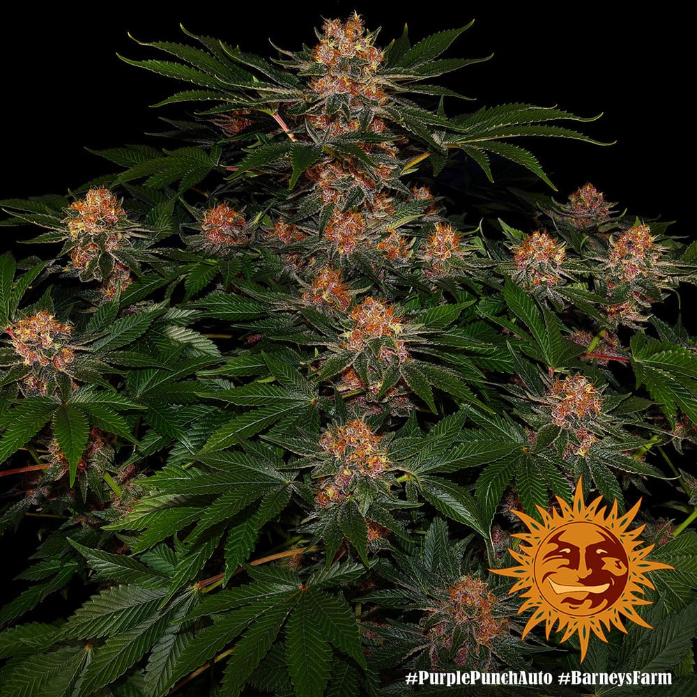 Purple Punch Auto Cannabis Seeds by Barneys Farm Purple Punch Auto Cannabis Seeds by Barneys Farm