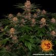 Purple Punch Auto Cannabis Seeds by Barneys Farm