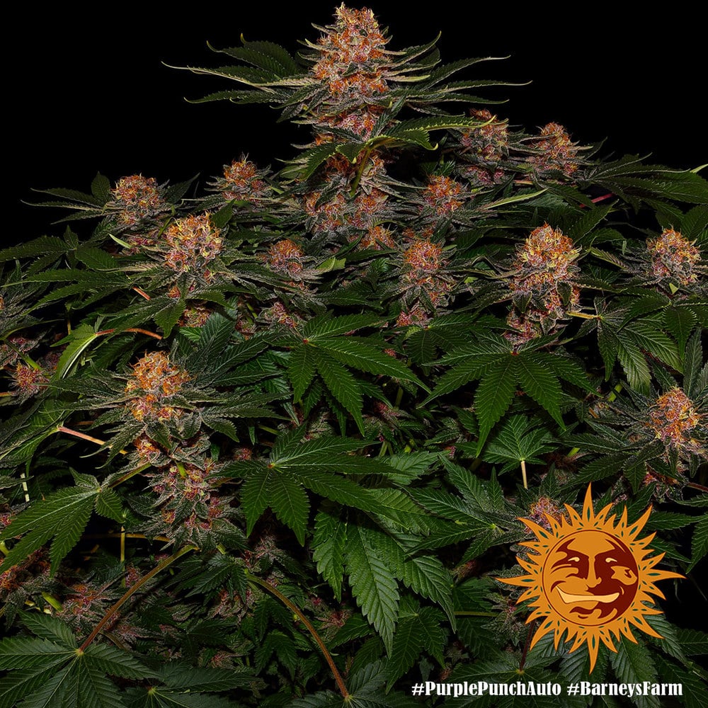Purple Punch Auto Cannabis Seeds by Barneys Farm Purple Punch Auto Cannabis Seeds by Barneys Farm