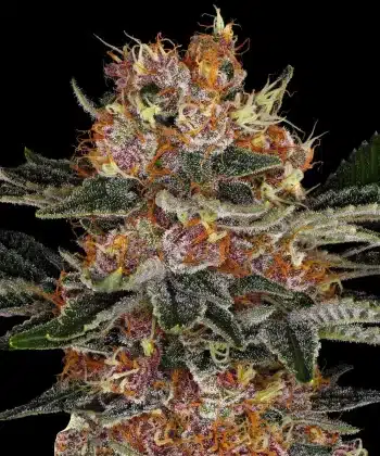 Purple Punch Auto Cannabis Seeds by Barneys Farm