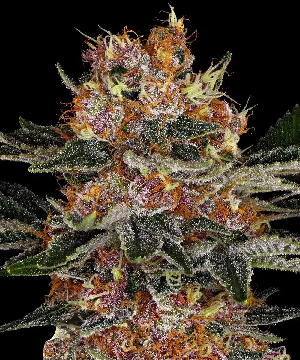 Purple Punch Auto Cannabis Seeds by Barneys Farm Purple Punch Auto Cannabis Seeds by Barneys Farm