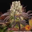 Purple Punch x Lemon Drizzle Feminized Cannabis Seeds by Barneys Farm