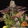 Purple Punch x Lemon Drizzle Feminized Cannabis Seeds by Barneys Farm