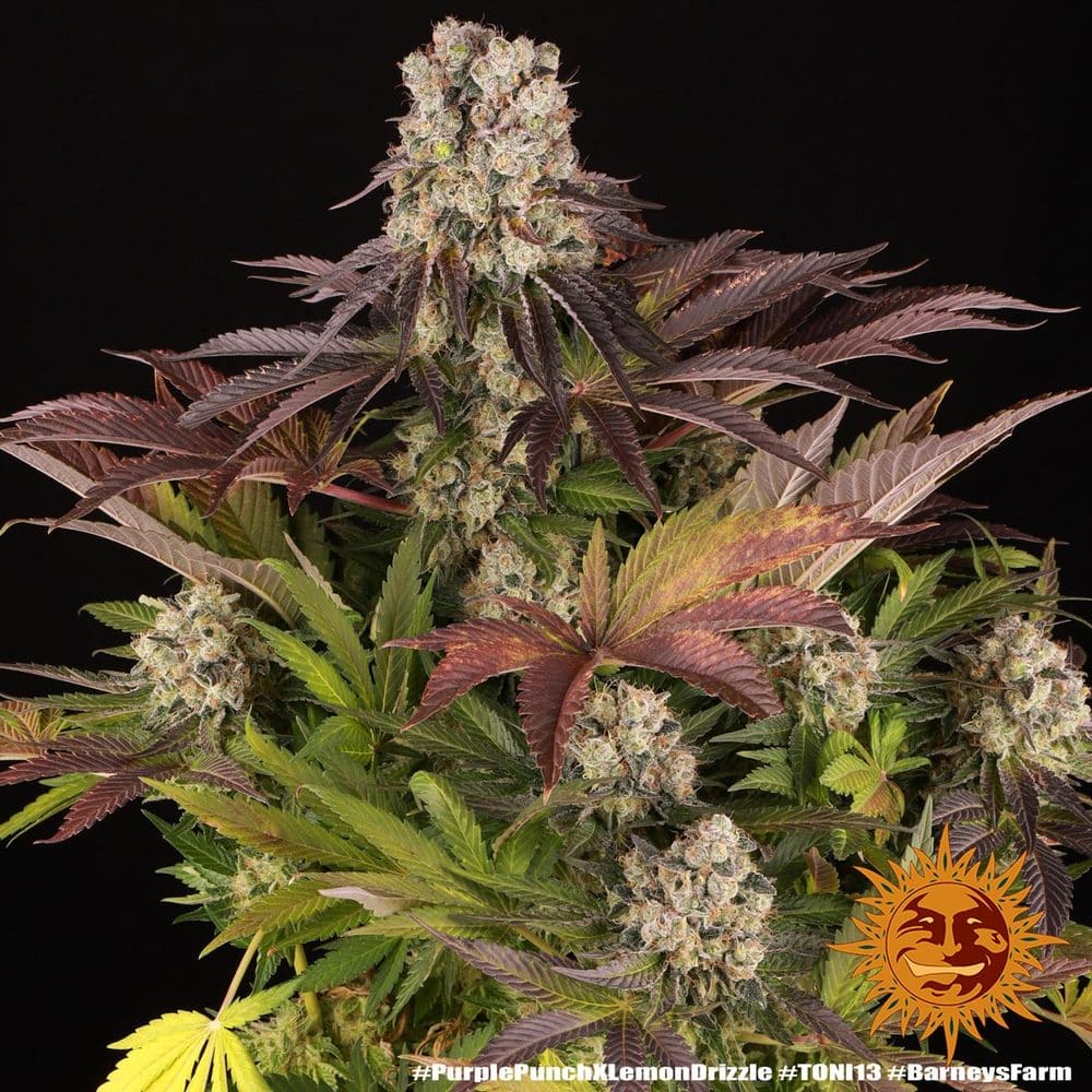 Purple Punch x Lemon Drizzle Feminized Cannabis Seeds by Barneys Farm Purple Punch x Lemon Drizzle Feminized Cannabis Seeds by Barneys Farm