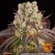 Purple Punch x Lemon Drizzle Feminized Cannabis Seeds by Barneys Farm