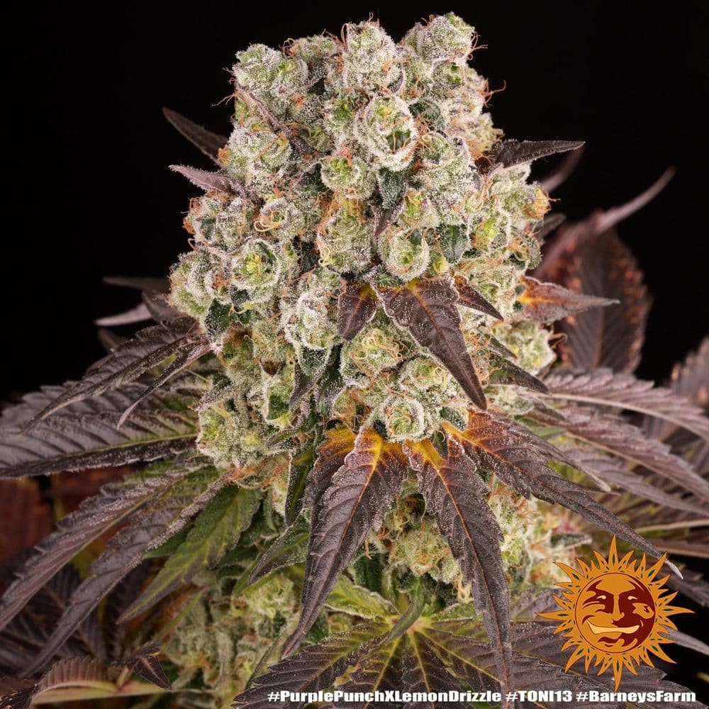 Purple Punch x Lemon Drizzle Feminized Cannabis Seeds by Barneys Farm Purple Punch x Lemon Drizzle Feminized Cannabis Seeds by Barneys Farm