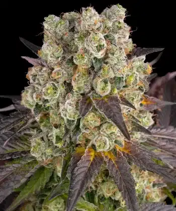 Purple Punch x Lemon Drizzle Feminized Cannabis Seeds by Barneys Farm